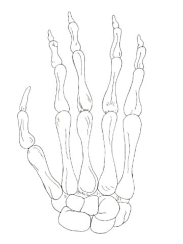 how to draw a skeleton hand